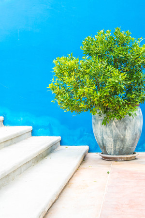 plant pot on stair with blue wallの写真素材