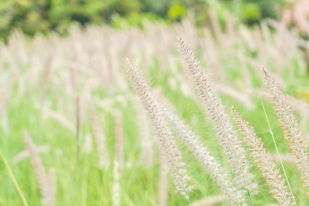 beautiful grass flower in the garden