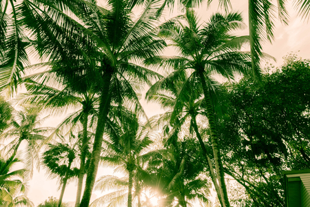 silhouette coconut palm tree on sky background - vintage effect filterの写真素材