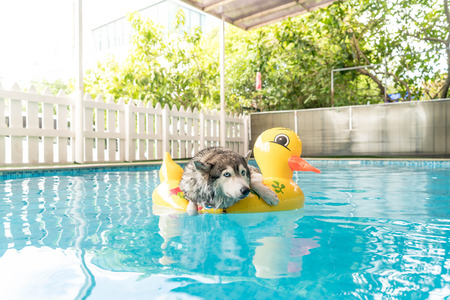 selective focus point - syberien husky swimming in the pool with swim ringの写真素材