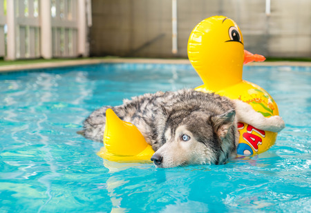 selective focus point - syberien husky swimming in the pool with swim ringの写真素材