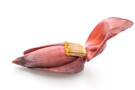 banana blossom isolated on white backgroundの写真素材