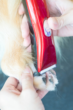 Selective focus point - Dog getting groomed at salonの写真素材