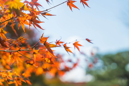 Red maple leaves blooming at park in Kyoto, Japan