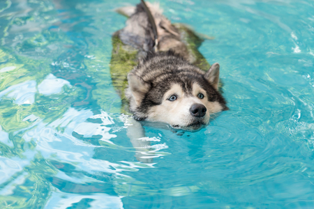 selective focus point - syberien husky swimming in the poolの写真素材