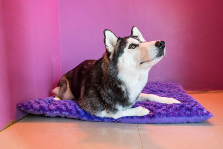 syberien husky in sweety roomの写真素材