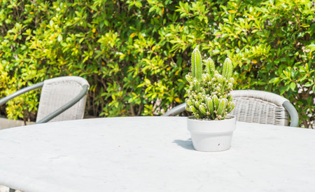 cactus decoration on the tableの写真素材