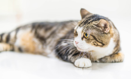 Close-up the beautiful grey catの写真素材