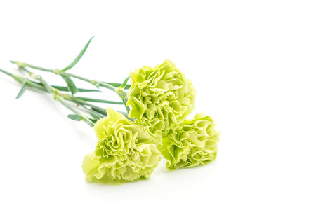 green carnation flower isolated on white backgroundの写真素材