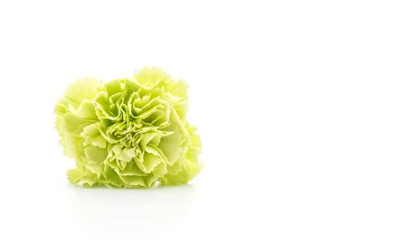 green carnation flower isolated on white backgroundの写真素材