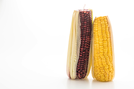 Purple corn or black corn and normal corn isolated on white backgroundの写真素材