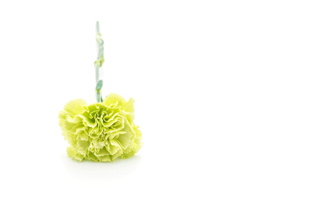 green carnation flower isolated on white backgroundの写真素材
