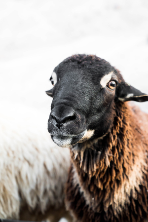 Portrait of sheep in farmの写真素材