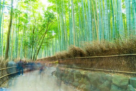 KYOTO, JAPAN - Nov 23, 2016 : Bamboo forest at Arashiyama, Kyoto, Japan. Bamboo forest is famous in Kyoto and the most popular for tourist.のeditorial素材