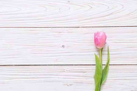 pink tulip flower on wood background with copy spaceの写真素材