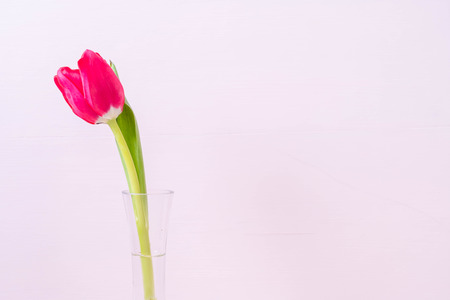 pink tulip flower on wood background with copy spaceの写真素材