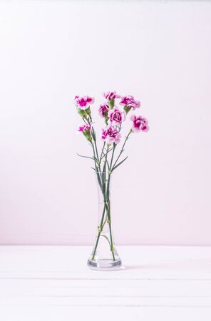 pink spring flower on wooden background with copy spaceの写真素材