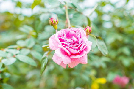 rose flower in garden - soft focus pointの写真素材