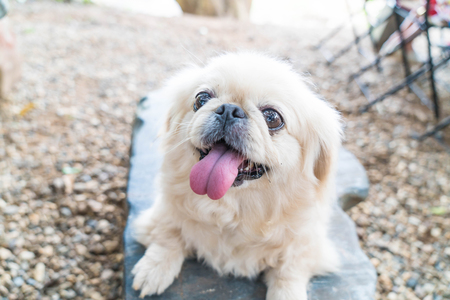 cute doog on stone chair