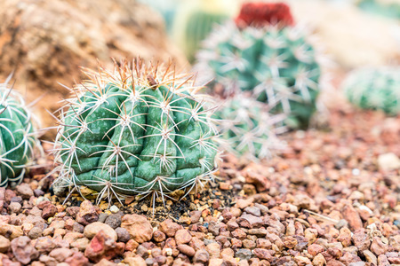 beautiful cactus in houseplant for nursery