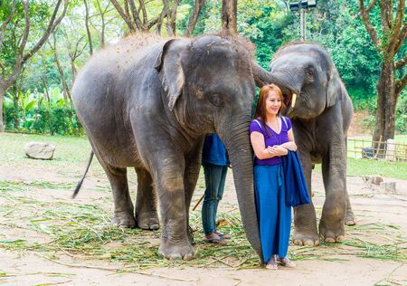 Chiang Mai, Thailand - Jan 3, 2018: Tourists with elephants at Elephant farm in Chiang Mai, Thailand.のeditorial素材