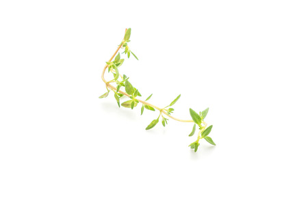 fresh thyme isolated on white backgroundの写真素材
