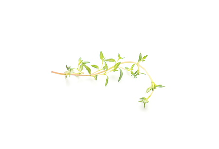 fresh thyme isolated on white backgroundの写真素材