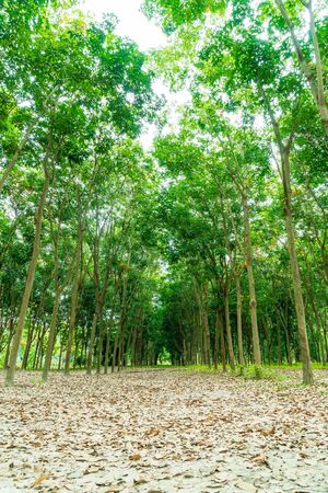 walkway with tree at Chiang Mai in Thailandの写真素材