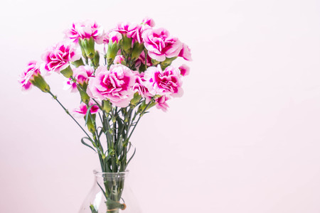 pink spring flower on wood background with copy spaceの写真素材