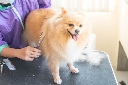 Selective focus point - Dog getting groomed at salonの写真素材