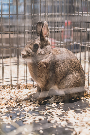 rabbit in case - selective focus pointの写真素材