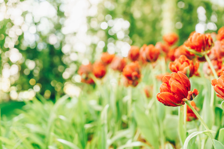 Beautiful and colorful tulips in the garden -  selective focus pointの写真素材