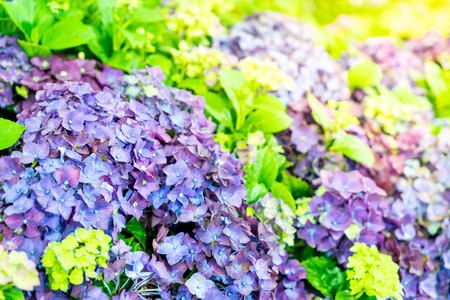 beautiful purple flower in garden - selective focus point
