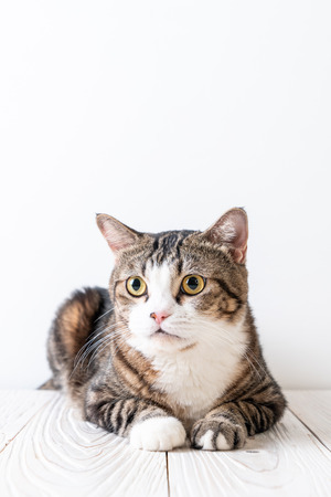 cute and grey cat on wood background with copy spaceの写真素材