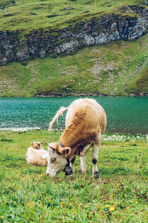 Cow in Switzerland Alps mountain at Grindelwald Firstの写真素材