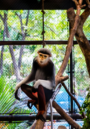 Red-shanked Douc in the zoo.