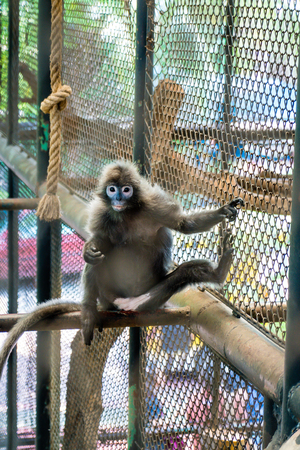 Dusky Langur in the zoo.