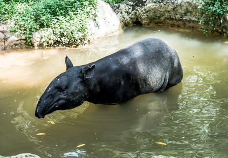 baby tapir in the zoo