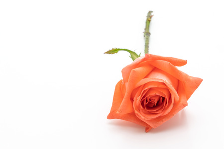 pink rose isolated on white backgroundの写真素材