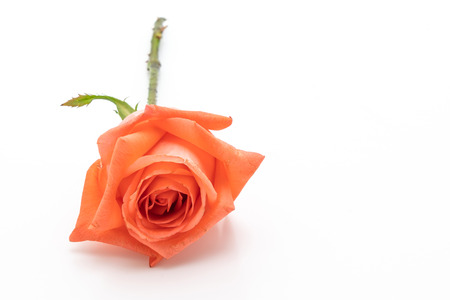 pink rose isolated on white backgroundの写真素材