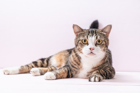 cute grey cat on pink backgroundの写真素材