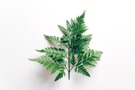 Tropical green leaves on color background with copyspaceの写真素材