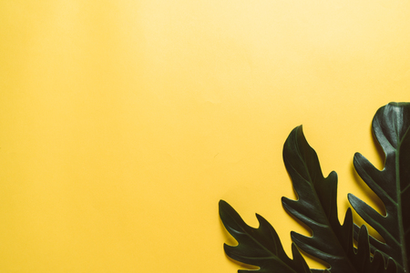 Monstera leave on color background with copy spaceの写真素材