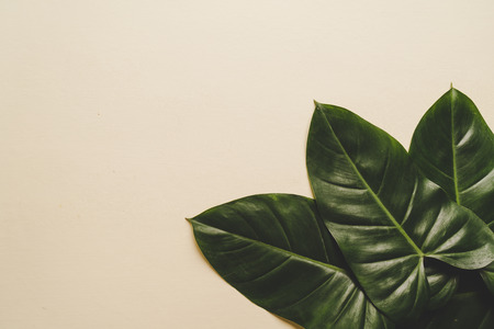 Monstera leave on color background with copy space