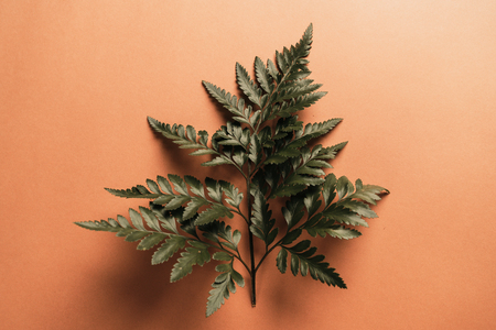 Tropical green leaves on color background with copyspaceの写真素材