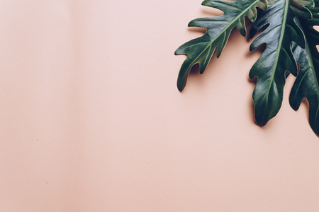 Monstera leave on color background with copy spaceの写真素材