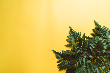 Tropical green leaves on color background with copyspaceの写真素材