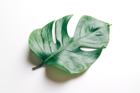 Monstera leave on color background with copy spaceの写真素材