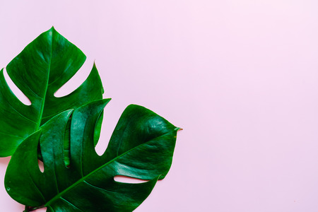 Monstera leave on color background with copy space