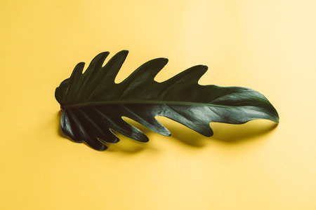 Monstera leave on color background with copy spaceの写真素材